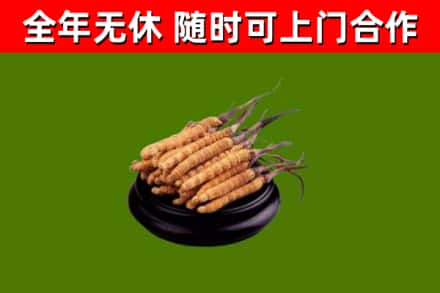 鄂托克回收冬虫夏草